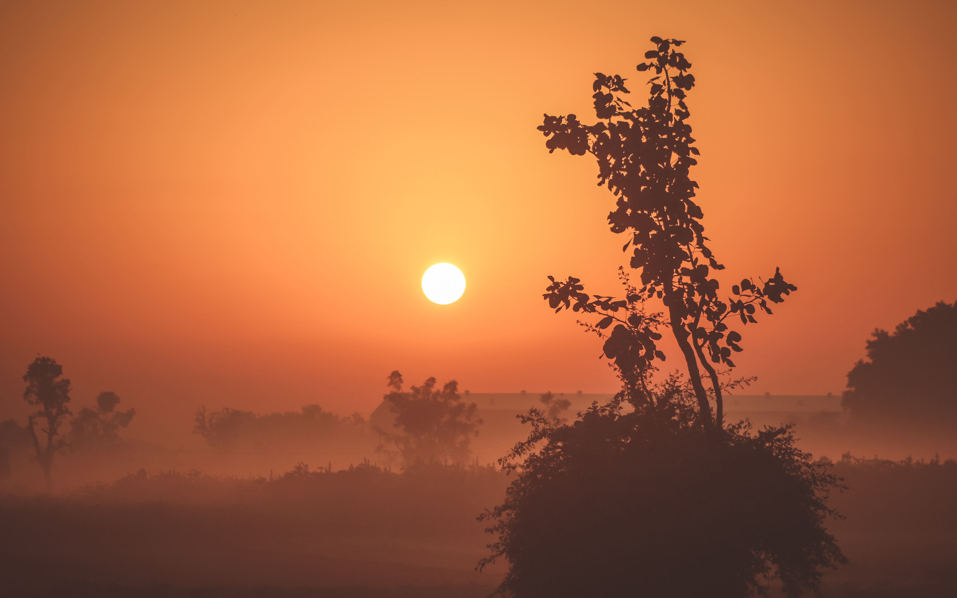 Foggy Sunrise 4K169322457